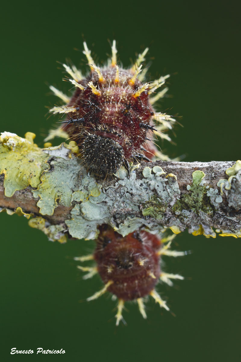 bruco da identificare - Vanessa atalanta